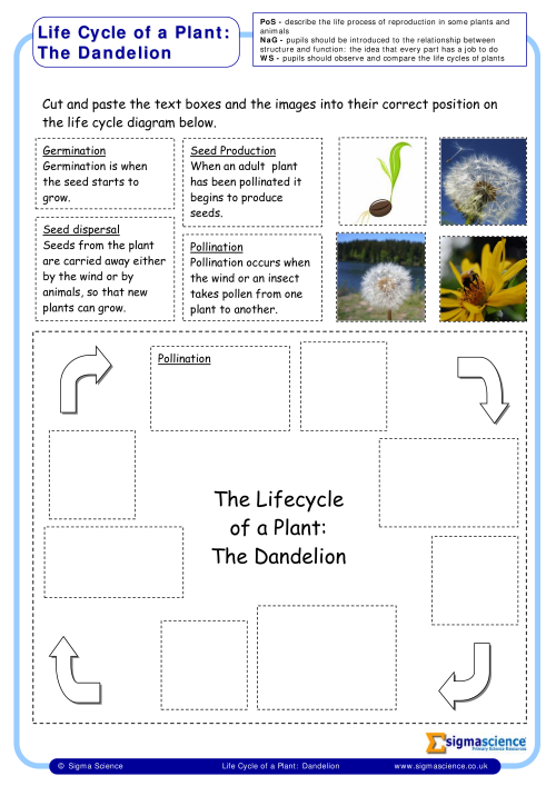 life cycle of a plant cut and paste