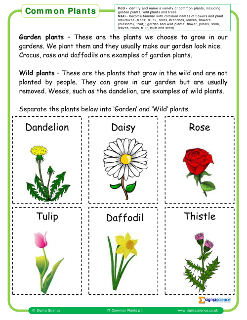Plant Names: List of Common Types of Plants and Trees • 7ESL
