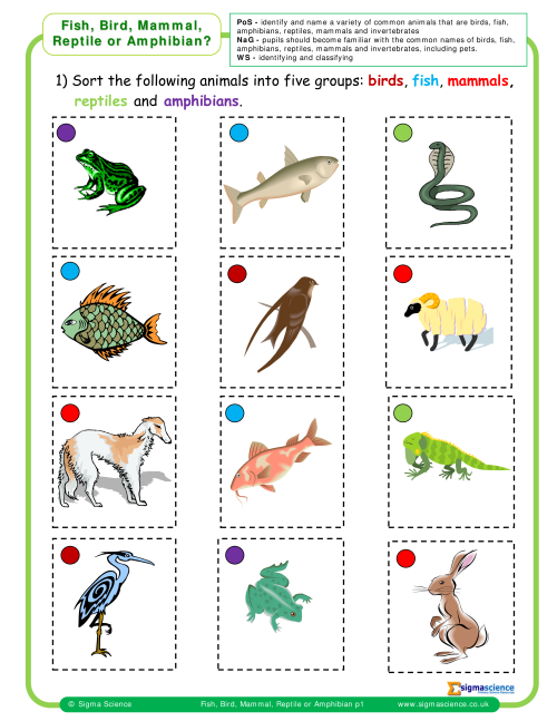 Y1 Fish, Bird, Mammal, Reptile or Amphibian? | Sigma ScienceSigma Science
