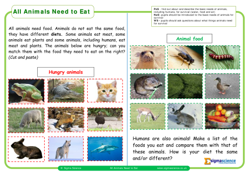Y2 All Animals Need to Eat | Sigma ScienceSigma Science