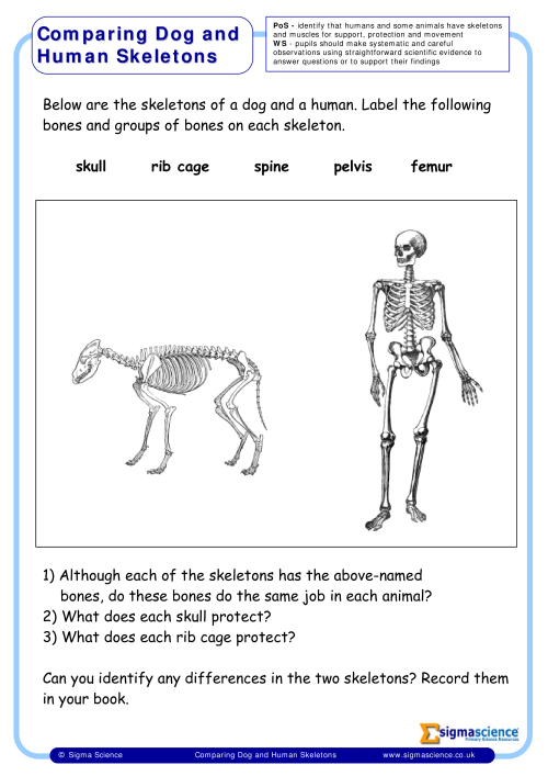 Y3 Comparing Dog and Human Skeletons | Sigma ScienceSigma Science
