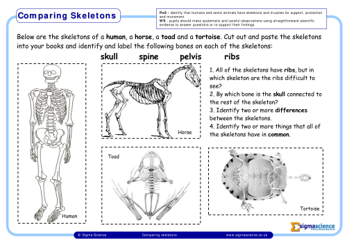 Y3 Comparing Skeletons | Sigma ScienceSigma Science