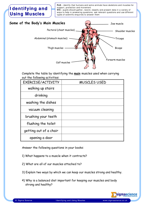 Y3 Identifying and Using Muscles | Sigma ScienceSigma Science