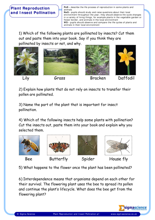 Y5 Plant Reproduction and Insect Pollination | Sigma ScienceSigma Science