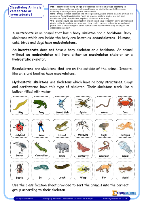 Y6 Classifying Animals: Vertebrate or Invertebrate? | Sigma ScienceSigma  Science