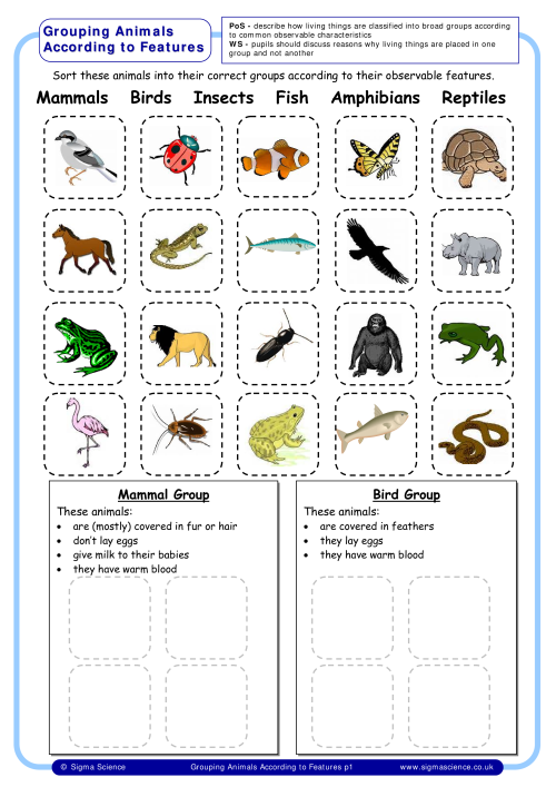 Y6 Grouping Animals According to Features | Sigma ScienceSigma Science