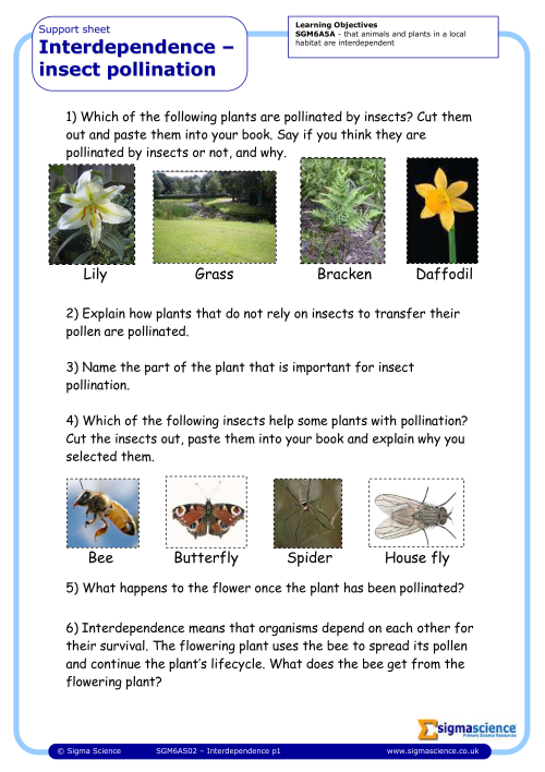 Y6 Interdependence - Insect Pollination | Sigma ScienceSigma Science