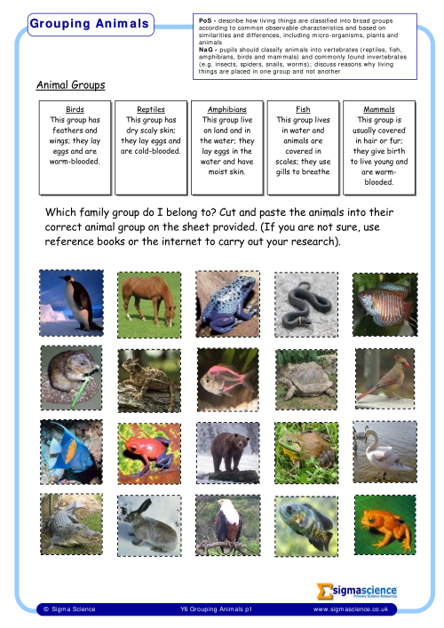 Y6 Grouping Animals | Sigma ScienceSigma Science